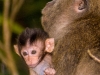 Macaque with young