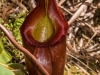 Pitcher Plant