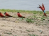 Carmine bee-eaters