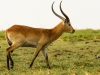 Red Lechwe