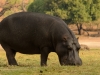 Hippo grazing