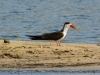 African skimmer