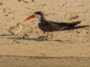 African Skimmer with chick