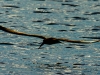 African Skimmer