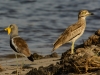 White-Crowned Lapwing