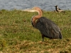 Goliath Heron