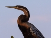 African Darter