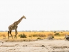 Giraffe in the Savuti Depression