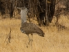 Kori Bustard