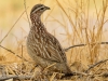 Sand Grouse