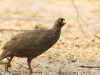 Red-Billed Spurfowl 4