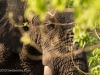 This elephant was right next to our tent at Savuti