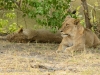 Lions rest after feeding (Savuti)