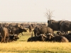 Large herds on the Savuti Marsh