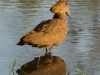 Hammerkop