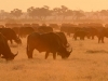 Sundown on the Savuti Marsh