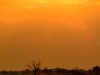 Sunset at Savuti