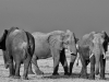 Elephants with a storm brewing behind - Savuti