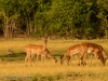 Impala