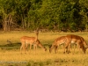 Impala