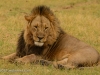 Male Lion