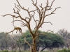 Leopard sleeping in a tree