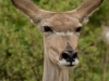 Female greater kudu