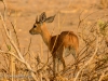 Duiker