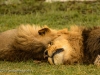 Young male lions