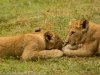 Lion cubs