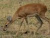 Duiker 1