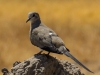 Namaqua Dove