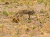 Yellow Mongoose