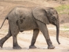 Elephant calf