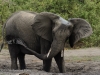 Elephant mud bathing