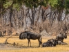 Blue Wildebeest