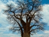 Baobab tree