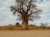 Elephant skull and baobab