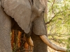 Elephant peeling bark