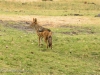 Black-Backed Jackal