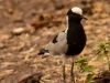 Blacksmith Lapwing