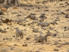 Banded mongoose