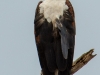 Fish Eagle