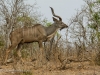 Male greater kudu