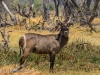 Waterbuck