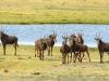 Sable Antelope