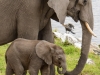 Mother and very young calf