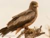 Yellow Billed Kite