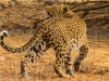 Leopard responds to a bird's alarm call