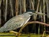 Green-backed heron